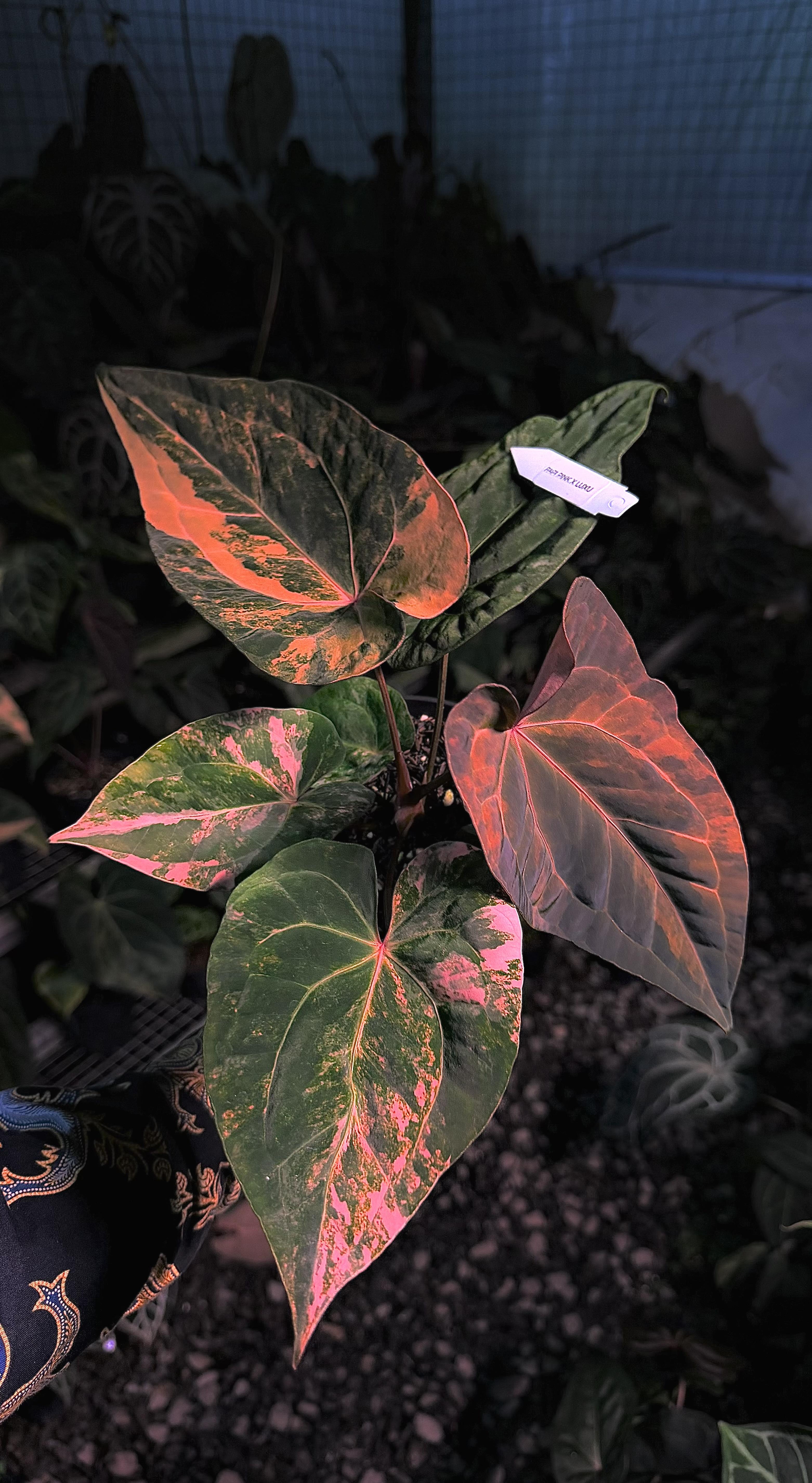 Anthurium Variegated — photograph 2