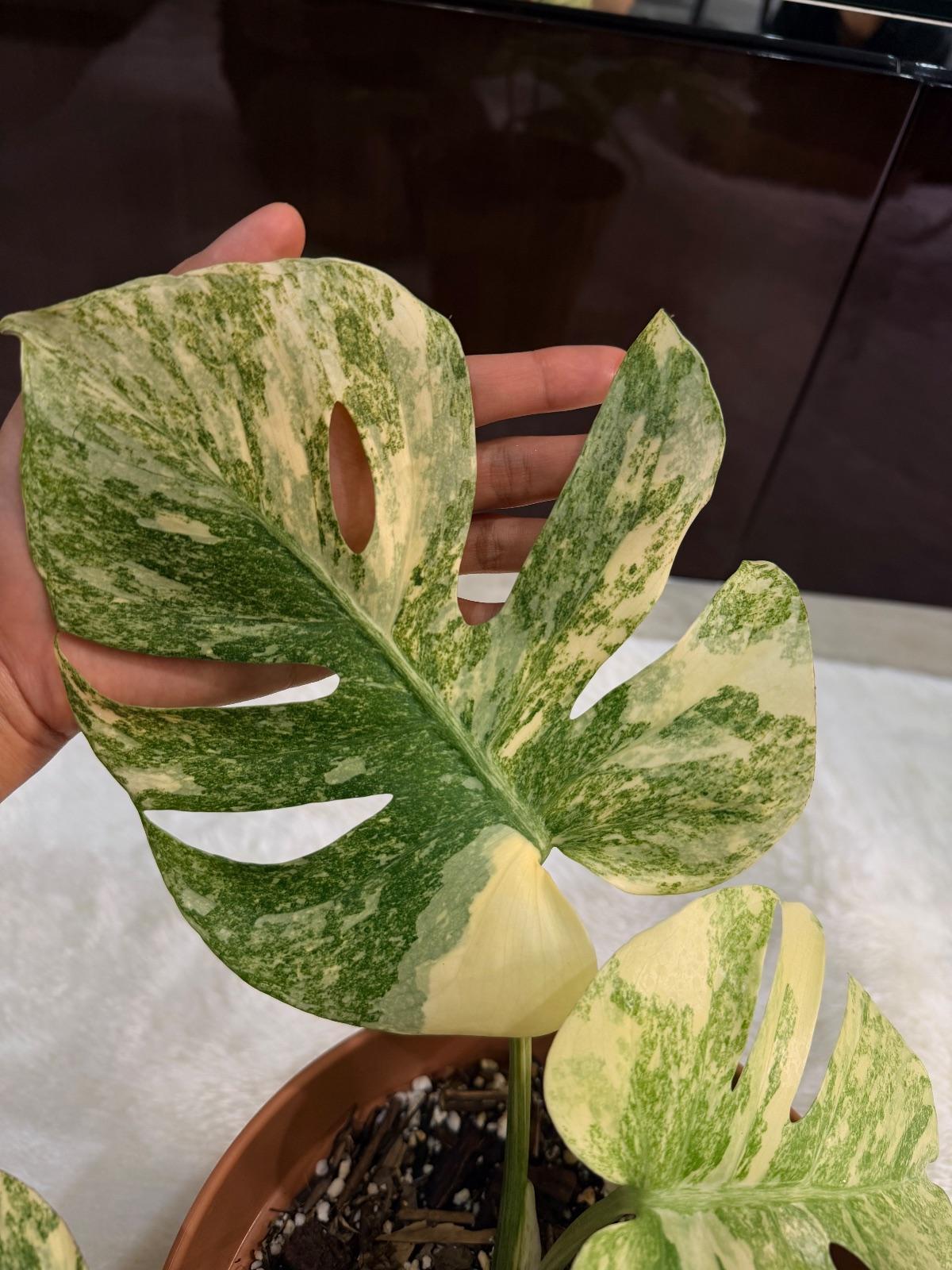 Monstera Legacy Diamond — photograph 3