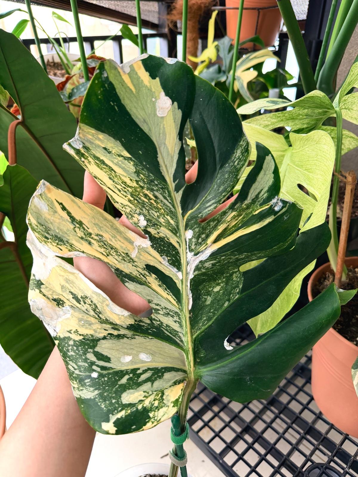 Monstera Casper