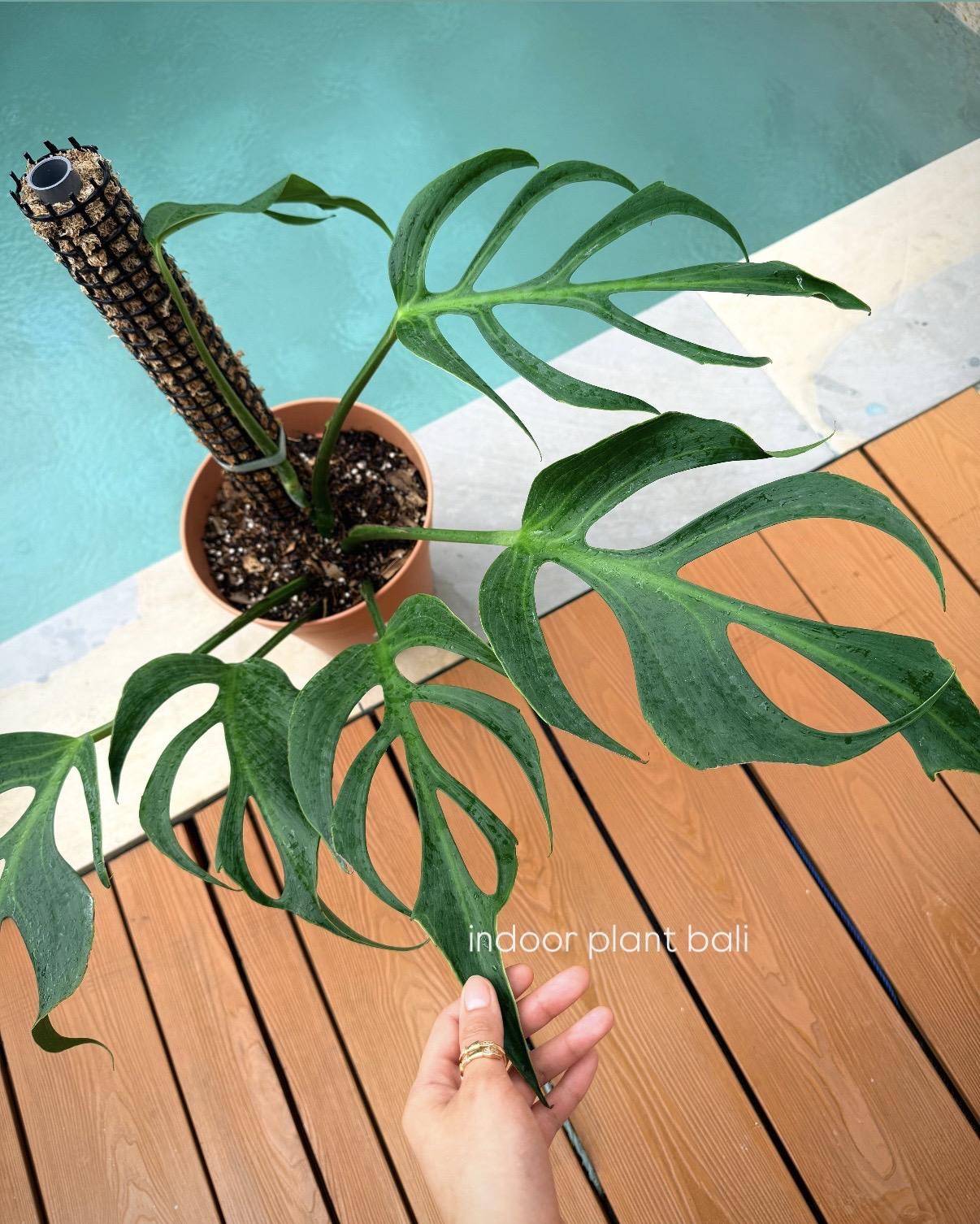 BurleMarx- Flame