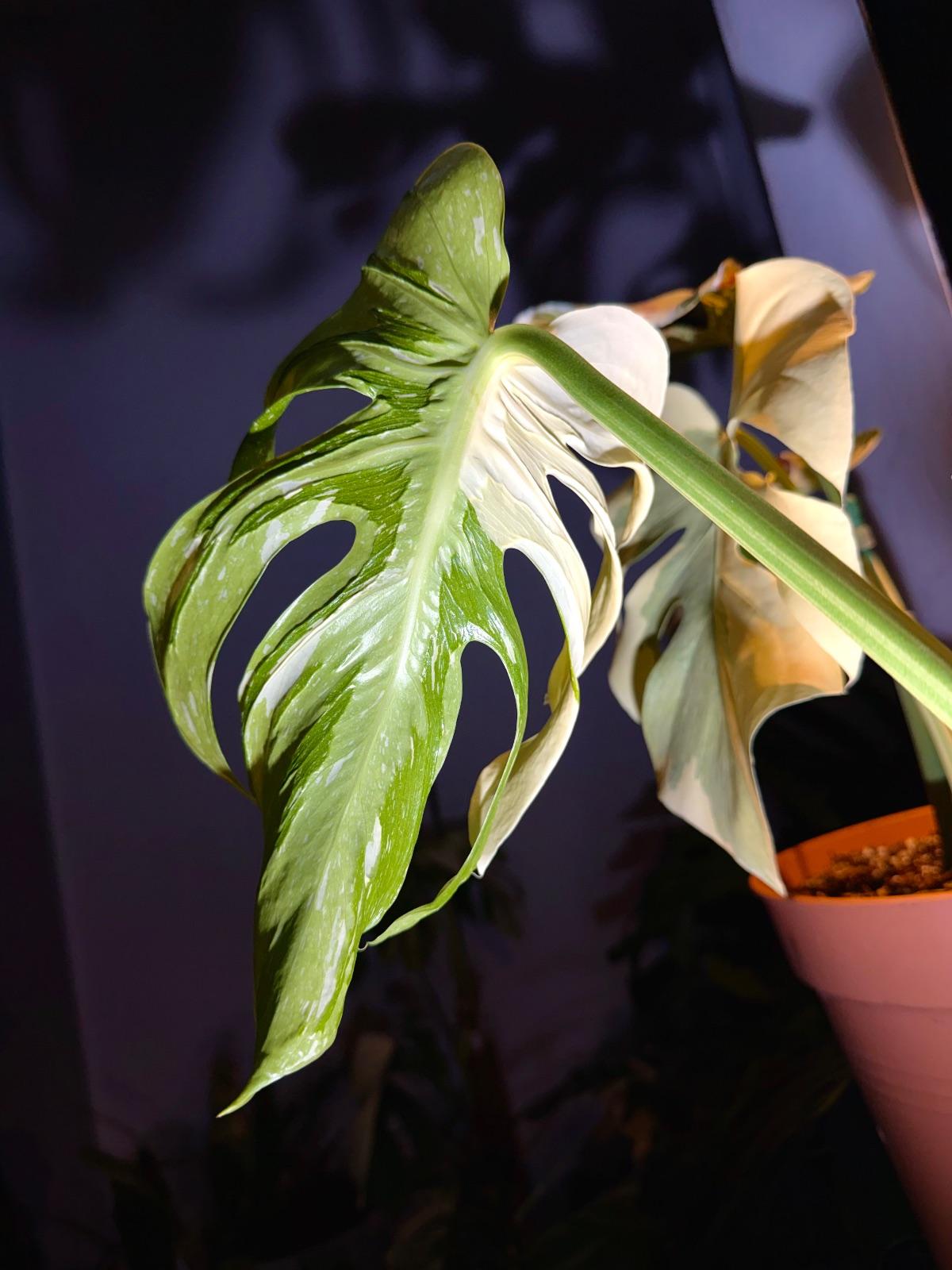 Monstera Medusa Star