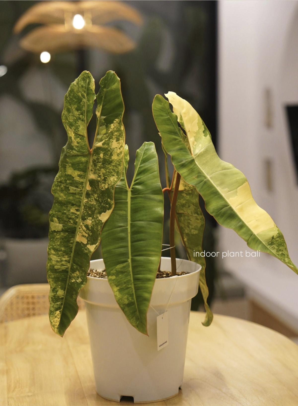 Billietiae Variegated