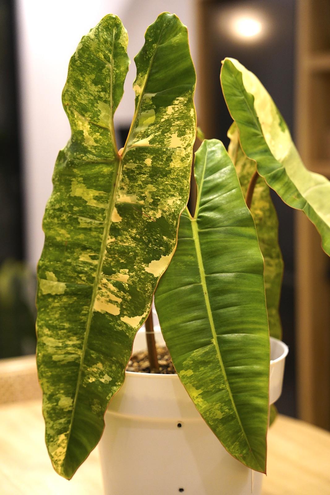 Billietiae Variegated — photograph 3