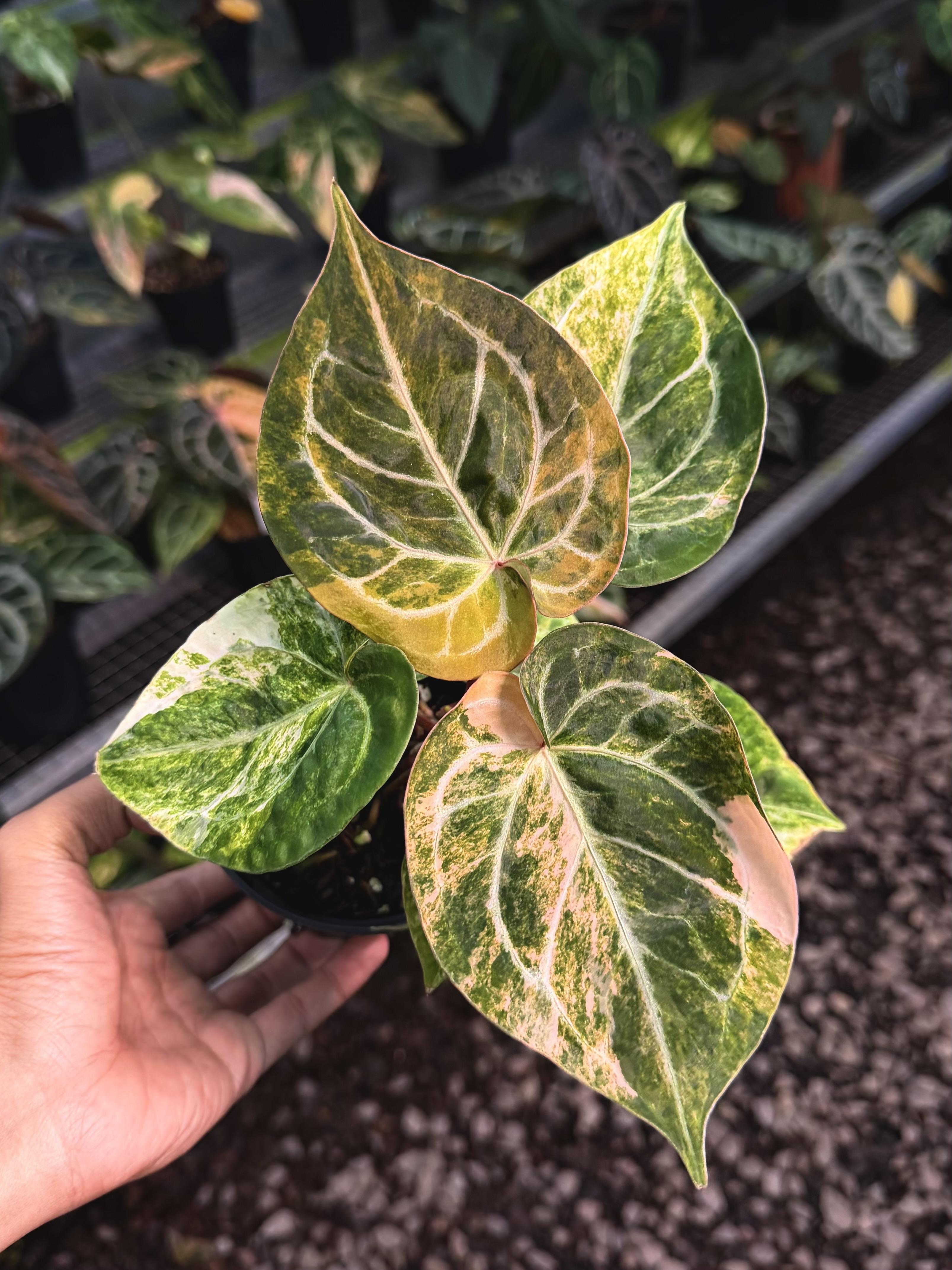Anthurium Variegated