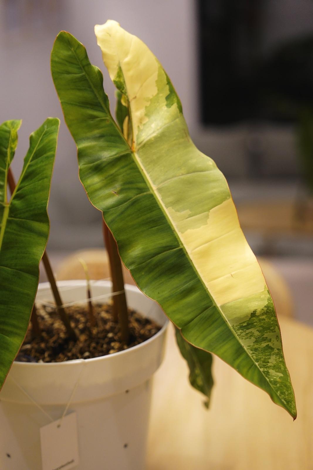 Billietiae Variegated — photograph 4