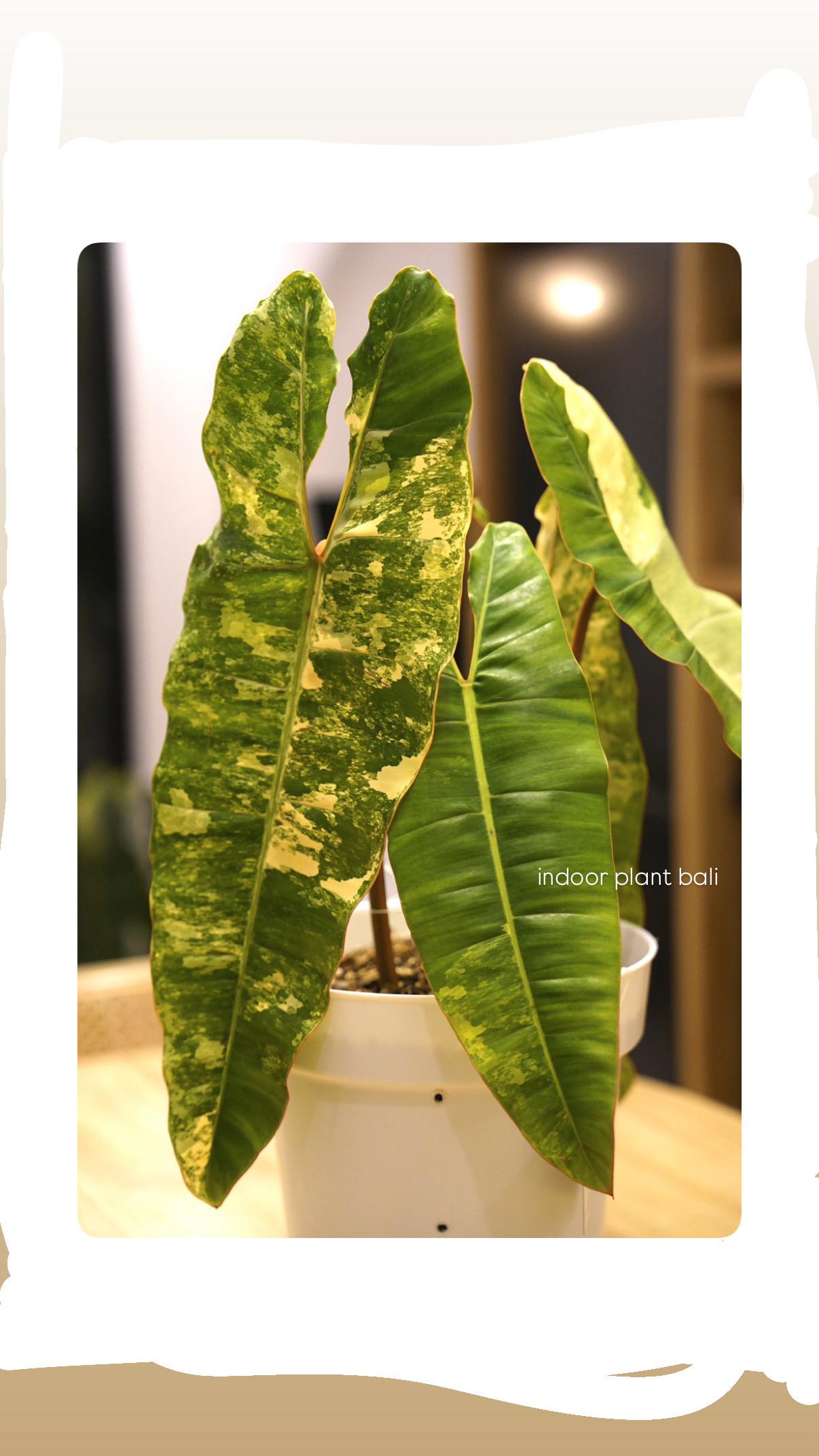 Billietiae Variegated — photograph 5