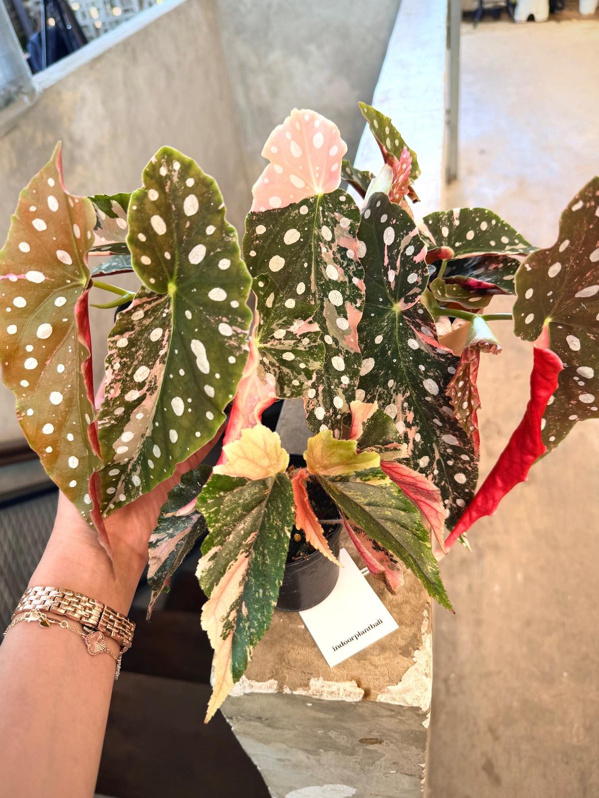 Begonia Maculata Pink