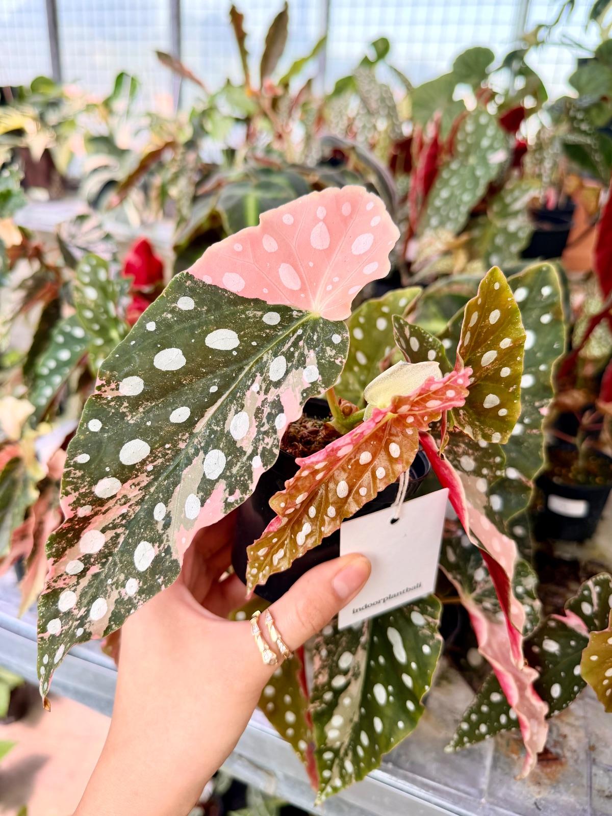 Begonia Maculata Pink — photograph 3