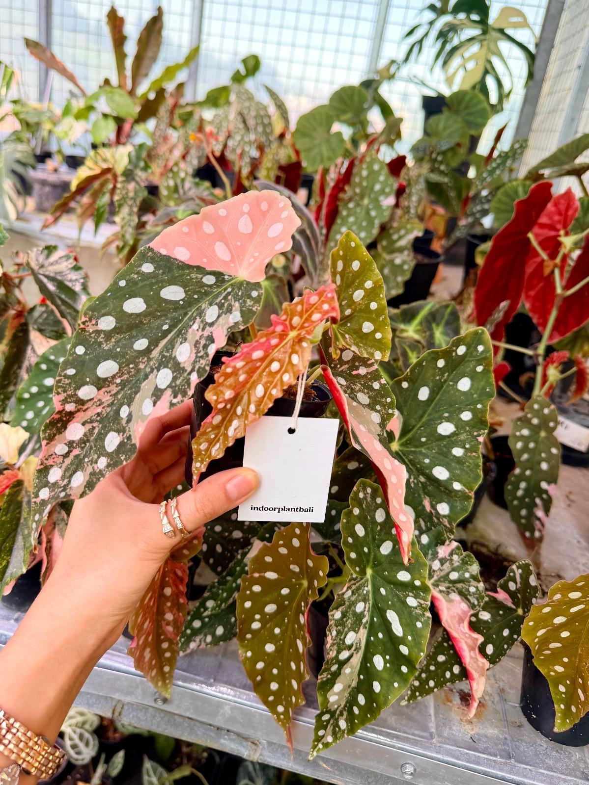 Begonia Maculata Pink — photograph 4