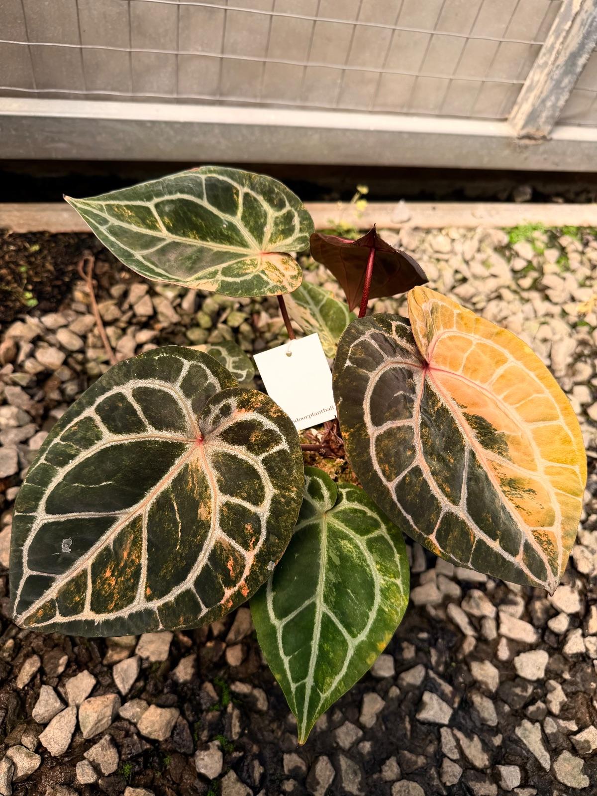 Anthurium Variegated