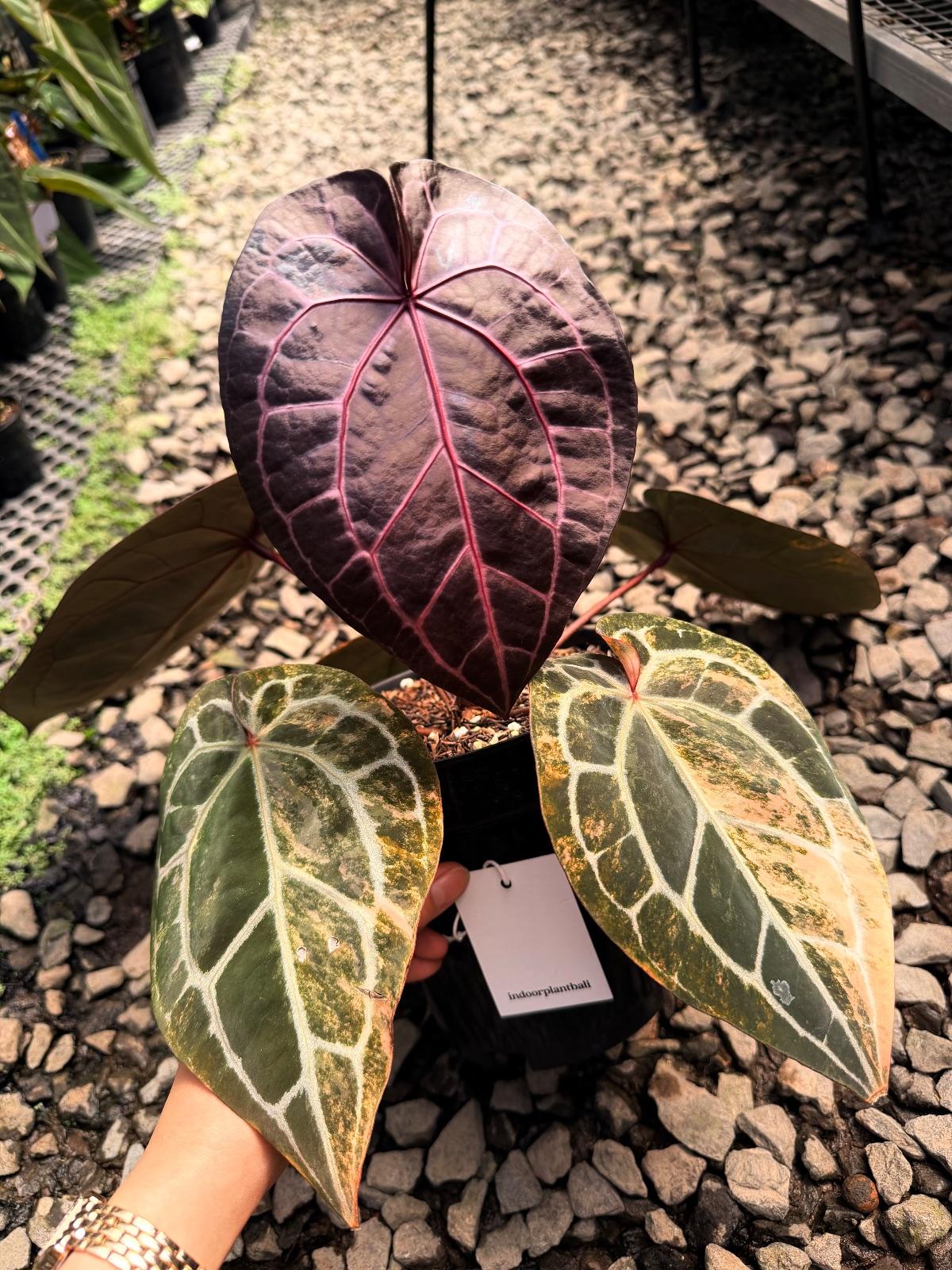 Anthurium Variegated